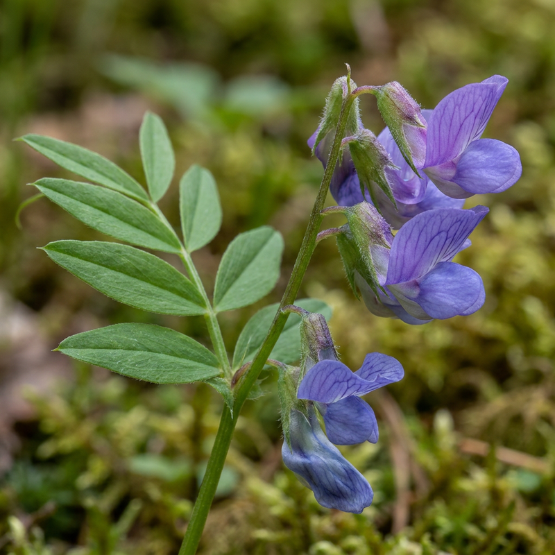 Pisello piatto primaverile