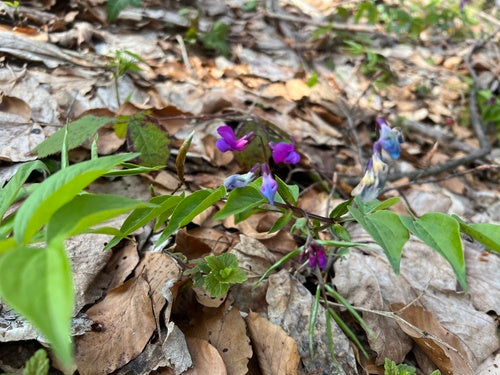 Pisello piatto primaverile — foto 4 di 8