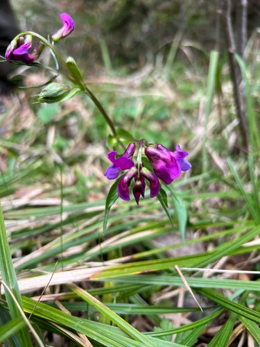 Pisello piatto primaverile — foto 3 di 8