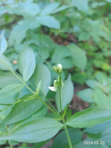 Pisello piatto primaverile — foto 5 di 8