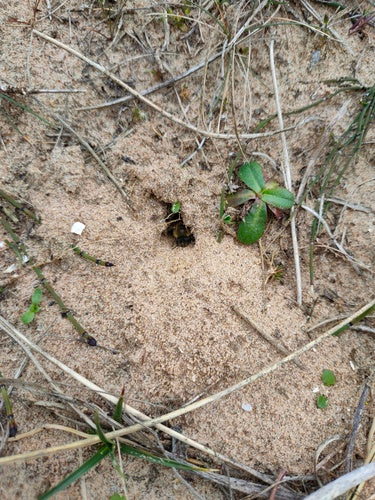 Ape di seta primaverile — Bild 3