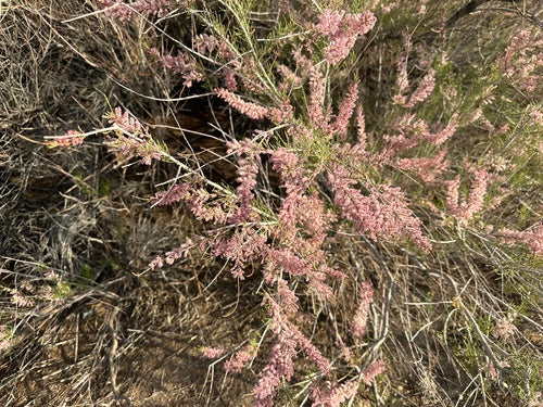 Tamerici primaverili — Bild 5