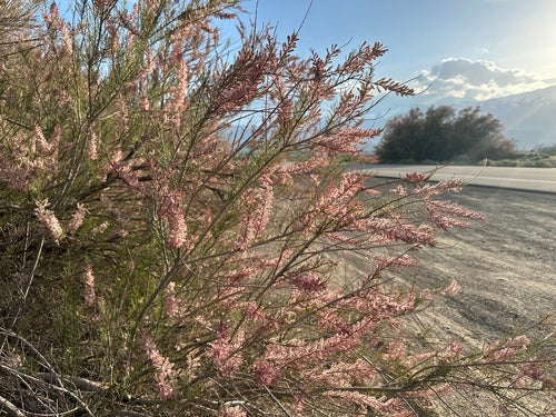 Tamerici primaverili — Bild 4