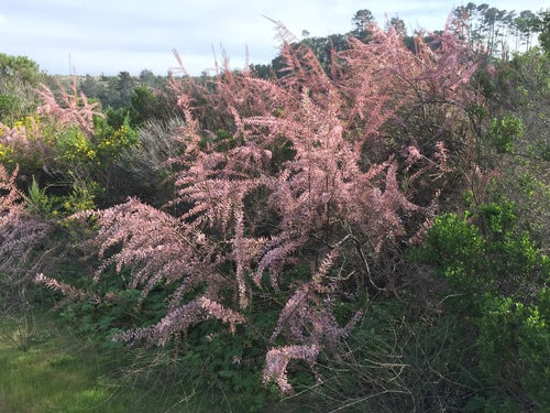 Tamerici primaverili — Bild 3