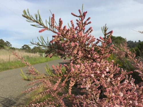 Tamerici primaverili — Bild 2