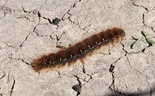 Woolafter primaverile — Bild 5
