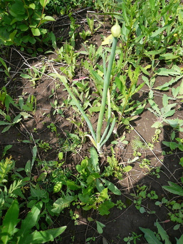 Cipolline — Bild 3