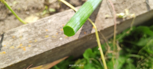 Cipolline — Bild 5