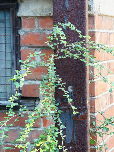 Tè Fukien — foto 2 di 9