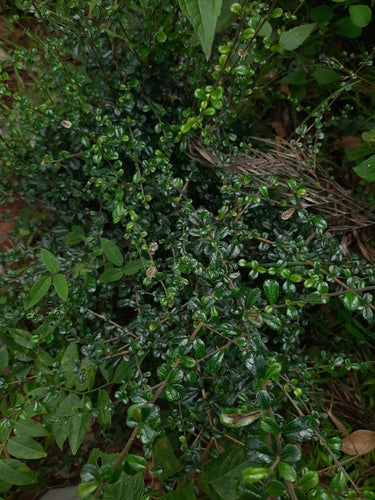 Tè Fukien — foto 4 di 9