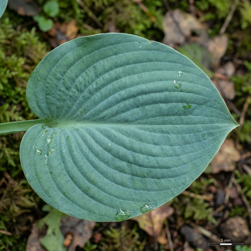 hostas