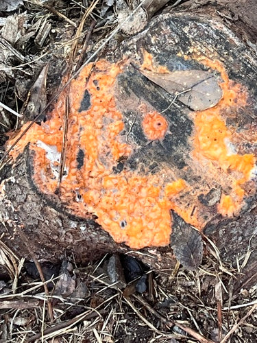 Fusarium — Bild 5