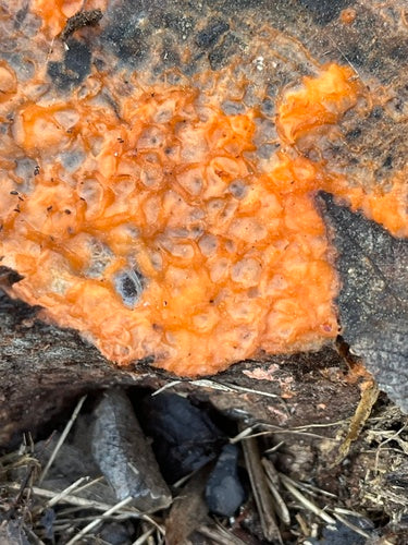 Fusarium — Bild 4