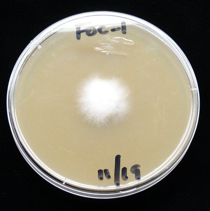Fusarium — foto 3 di 8