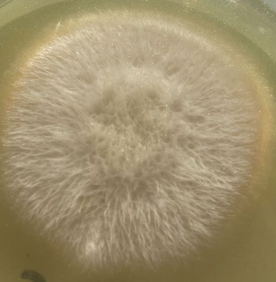 Fusarium — foto 2 di 8