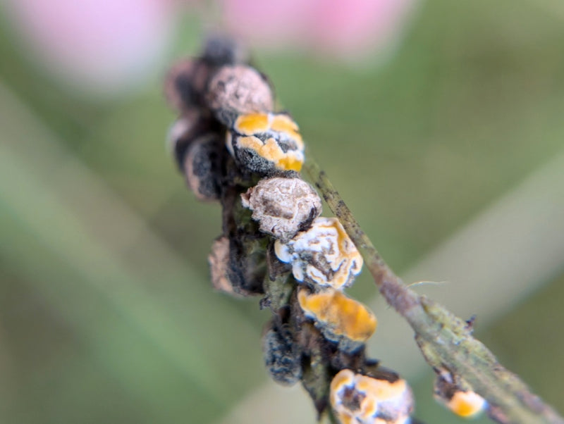 Fusarium — foto 4 di 8