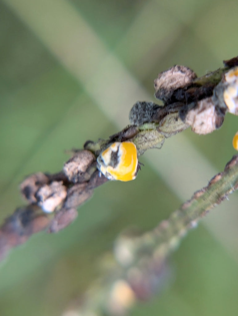 Fusarium — foto 5 di 8