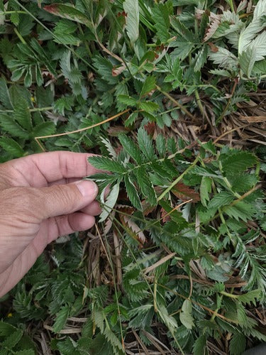 Cinquefoglia d'oca — Bild 1