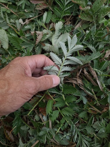 Cinquefoglia d'oca — Bild 2