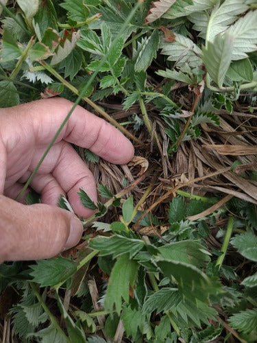 Cinquefoglia d'oca — Bild 3