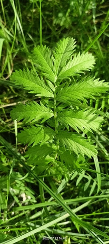 Cinquefoglia d'oca — Bild 4