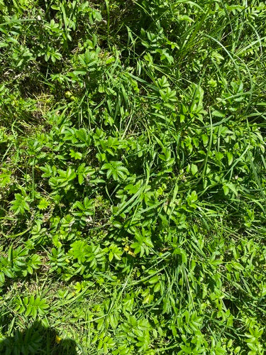 Cinquefoglia d'oca — Bild 5