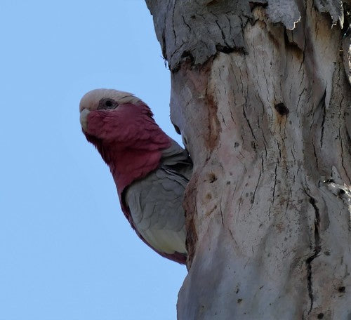 Cacatua di Galah — foto 3 di 10