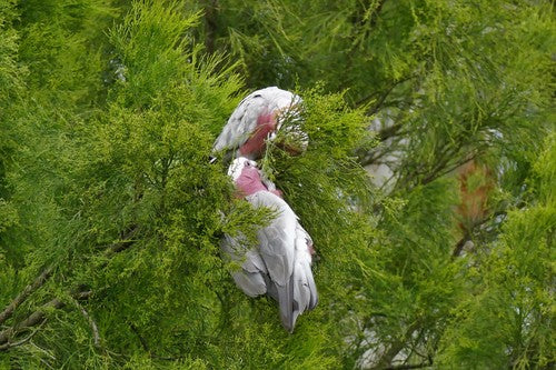 Cacatua di Galah — foto 5 di 10