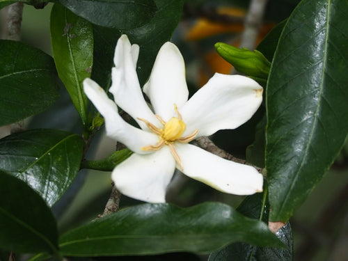 gardenia — foto 5 di 8