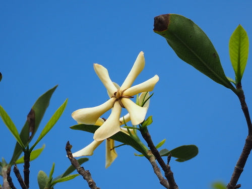 gardenia — foto 3 di 8
