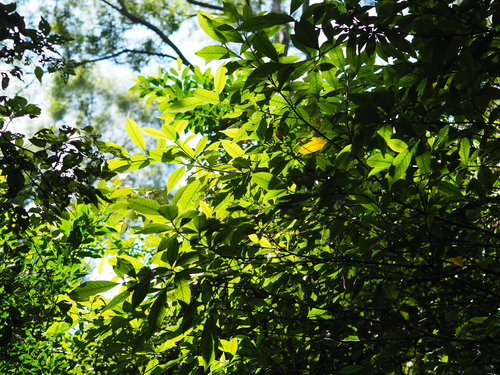 gardenia — foto 2 di 8