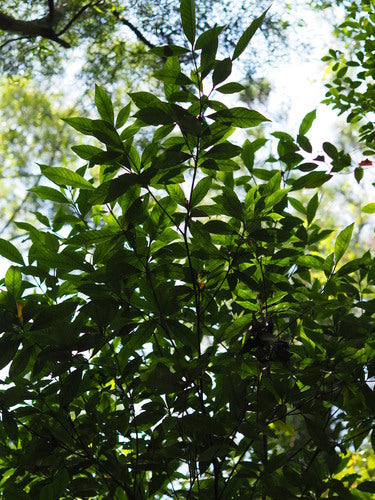gardenia — foto 1 di 8