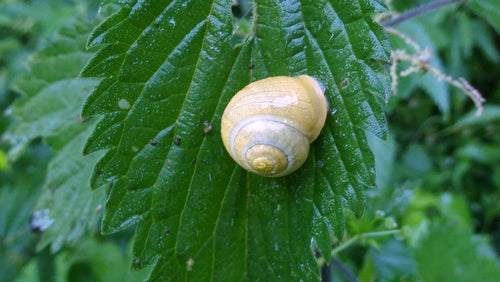 Lumaca a nastro da giardino — Bild 4