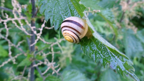 Lumaca a nastro da giardino — Bild 5