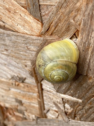 Lumaca a nastro da giardino — Bild 3