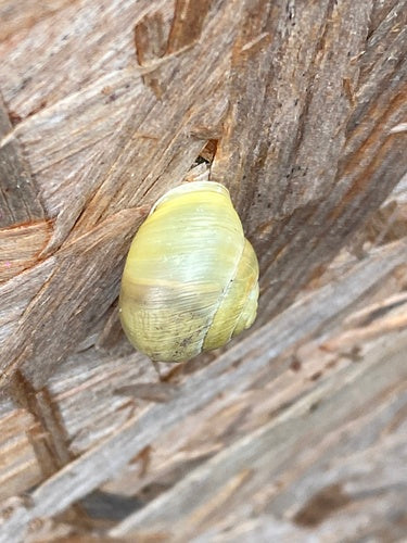Lumaca a nastro da giardino — Bild 2