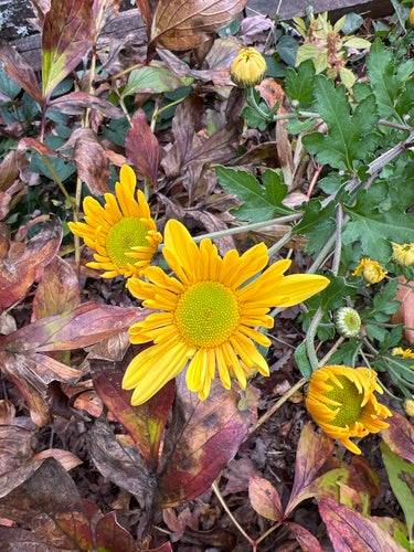 Crisantemo da giardino — Bild 4