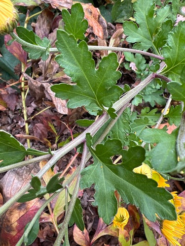 Crisantemo da giardino — Bild 3