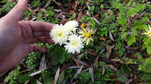 Crisantemo da giardino — Bild 5