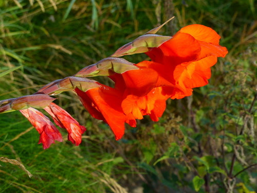 Gladiolo da giardino — Bild 5