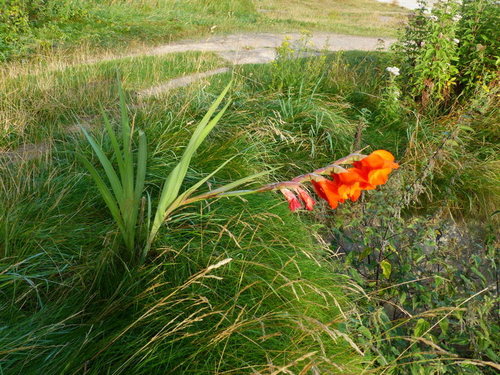 Gladiolo da giardino — Bild 4