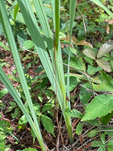 Gladiolo da giardino — Bild 2