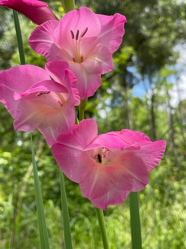 Gladiolo da giardino — Bild 1