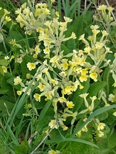 Primula da giardino — Bild 4