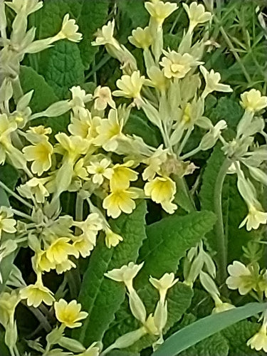 Primula da giardino — Bild 3