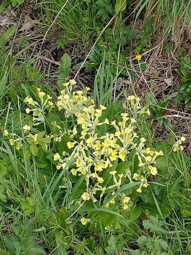 Primula da giardino — Bild 2