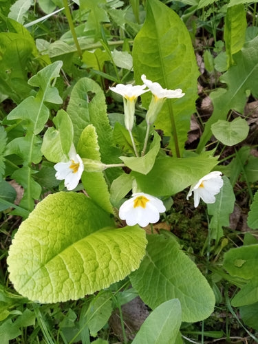 Primula da giardino — Bild 5