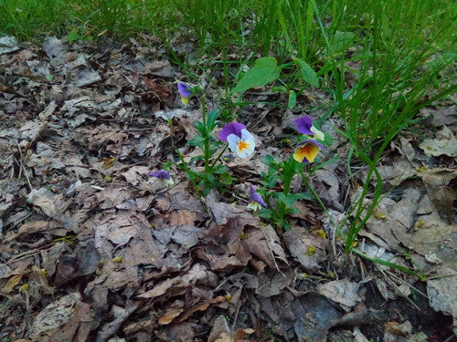 Viole del pensiero da giardino — Bild 2