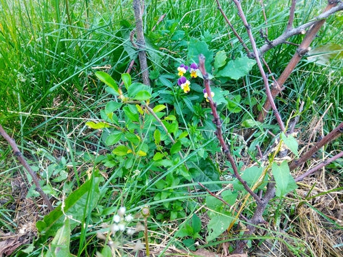 Viole del pensiero da giardino — Bild 3
