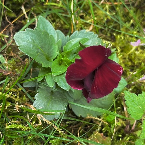 Viole del pensiero da giardino — Bild 4